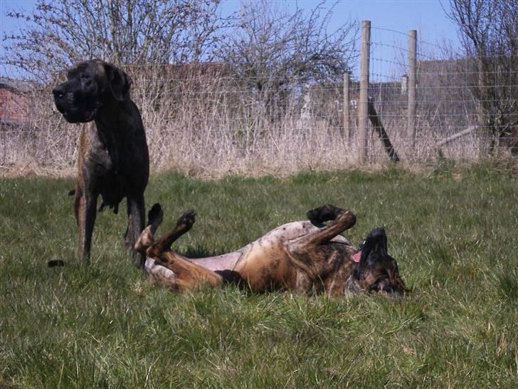 Grand danois Dronningmølles Hekla billede 2
