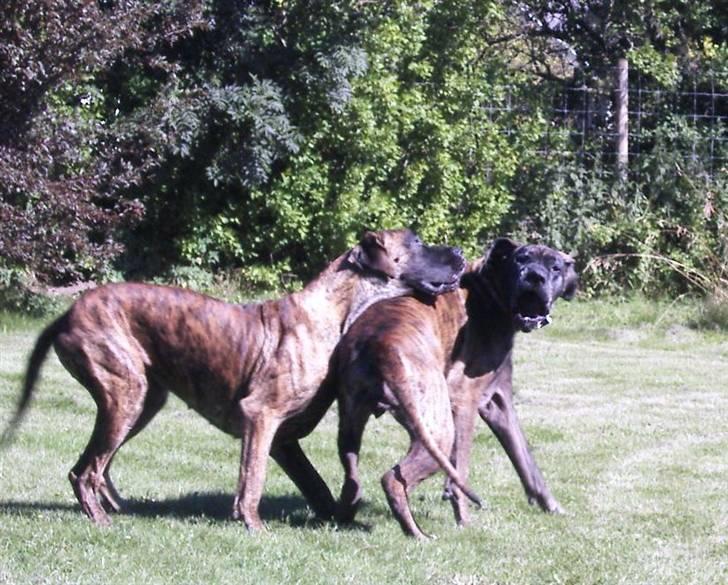 Grand danois Dronningmølles Hekla billede 3