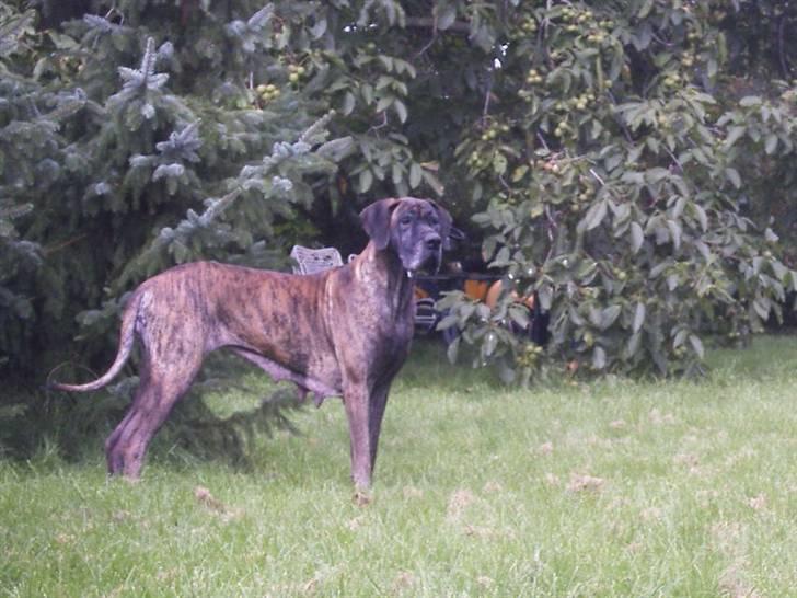 Grand danois Dronningmølles Hekla billede 4