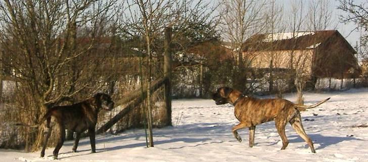 Grand danois Dronningmølles Hekla billede 5