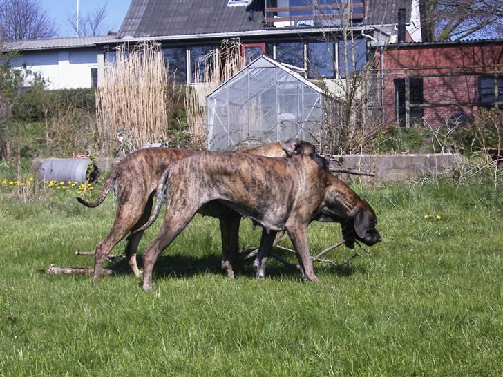 Grand danois Dronningmølles Hekla billede 6
