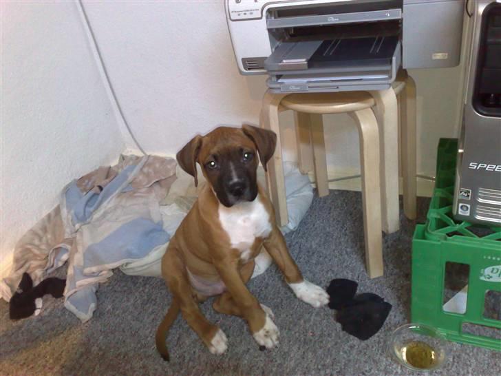 Blanding af racer Ratata billede 1