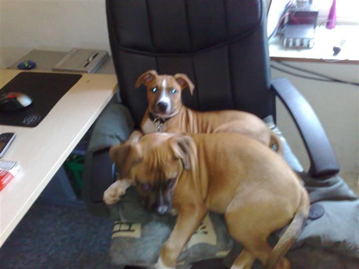 Blanding af racer Ratata - det er brogman der ligger bagved billede 2