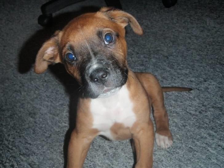 Blanding af racer Ratata - da han var lille billede 3