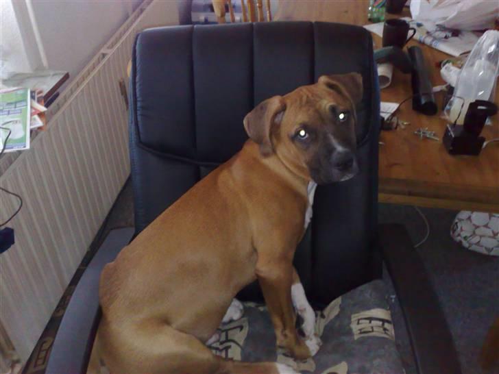 Blanding af racer Ratata billede 4