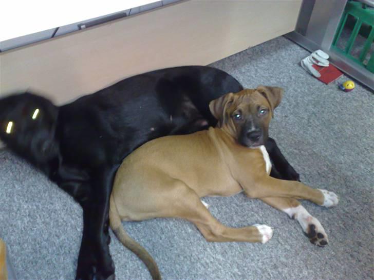 Blanding af racer Ratata - her ligger han sammen med sin plejemor billede 5