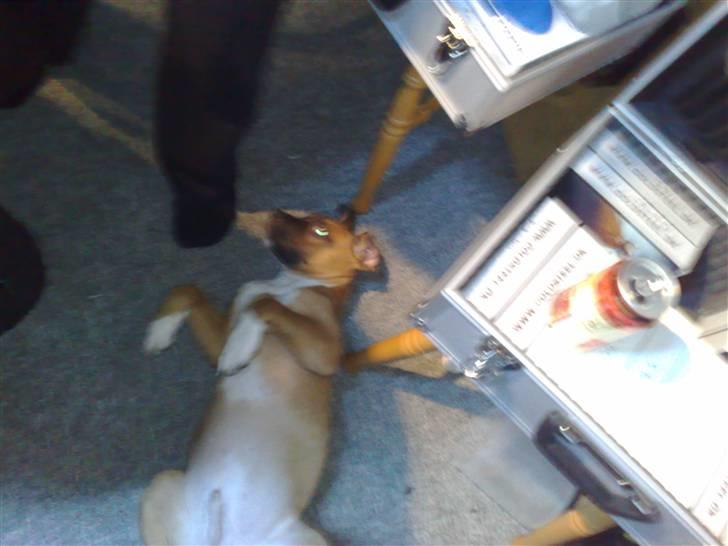 Blanding af racer Ratata billede 6