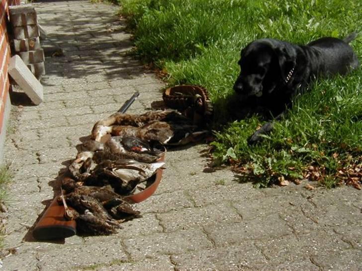Labrador retriever lucky R.I.P )= - mijn jagt hund!<3 billede 10