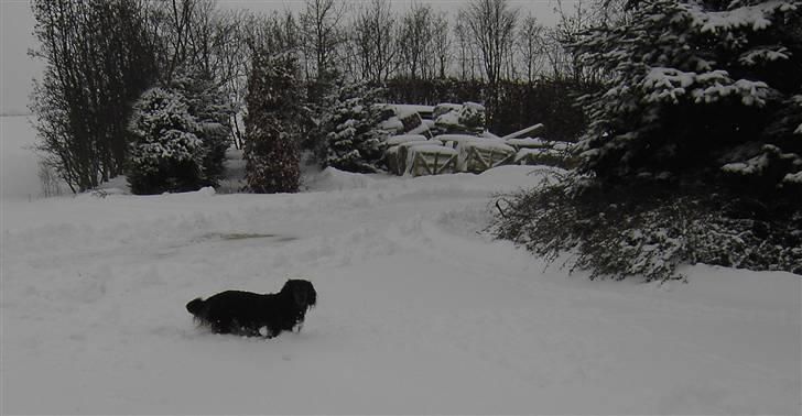 Gravhund Bellis billede 8