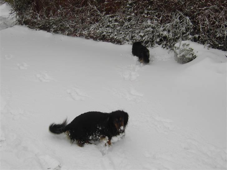 Gravhund Bellis billede 10