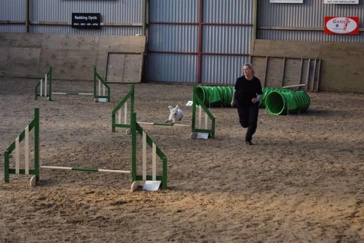 Toypuddel Tessa  - vi elsker at løbe agility billede 17