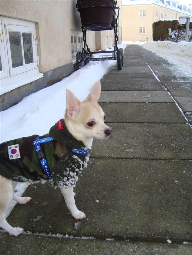 Chihuahua Monique billede 8