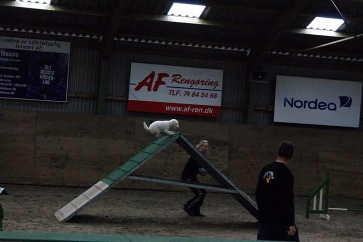 Toypuddel Tessa  billede 18