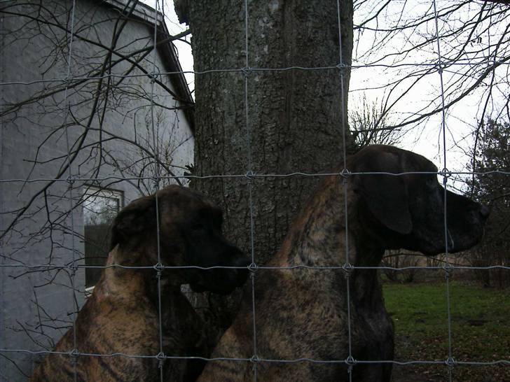 Grand danois Dronningmølles Hekla billede 8