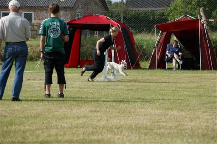 Toypuddel Tessa  billede 19