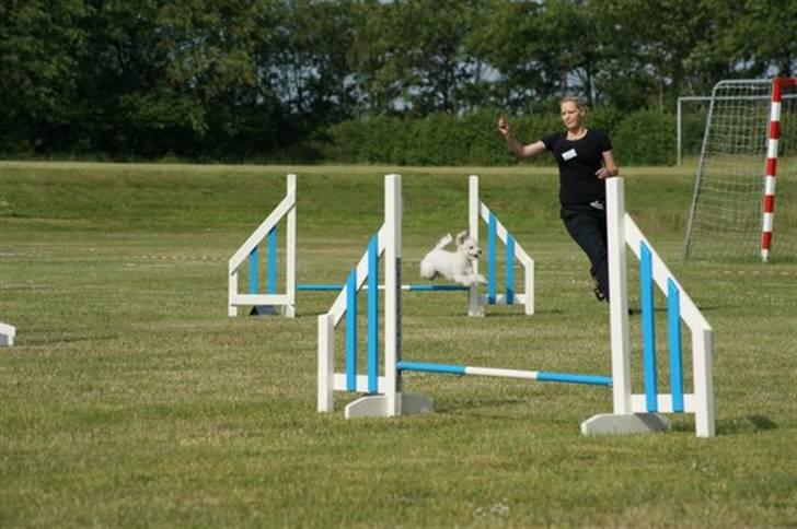 Toypuddel Tessa  billede 20