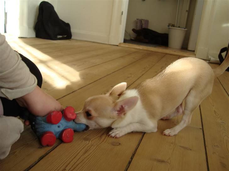 Chihuahua Monique billede 9