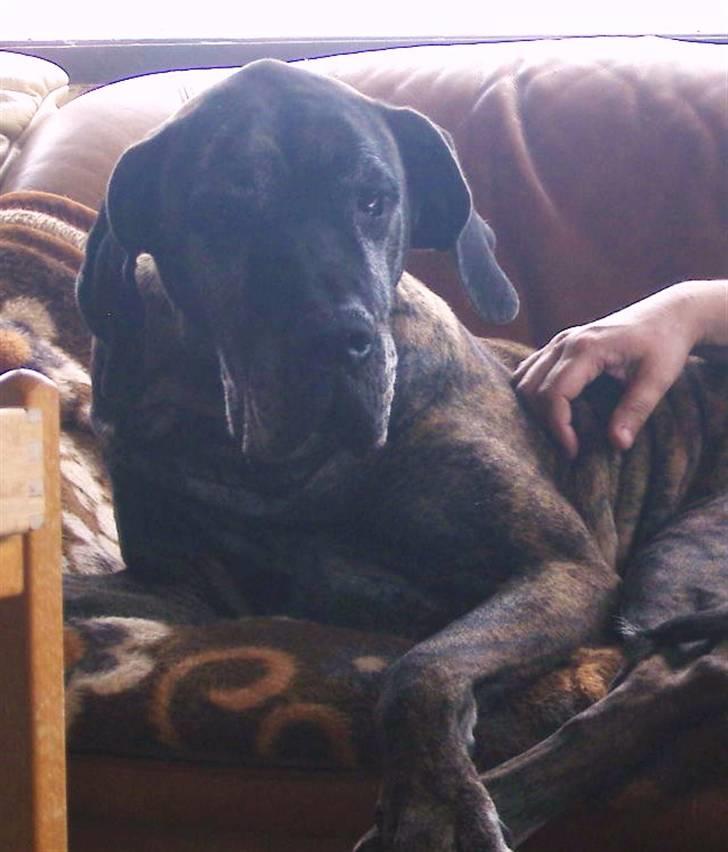 Grand danois Dronningmølles Hekla billede 9