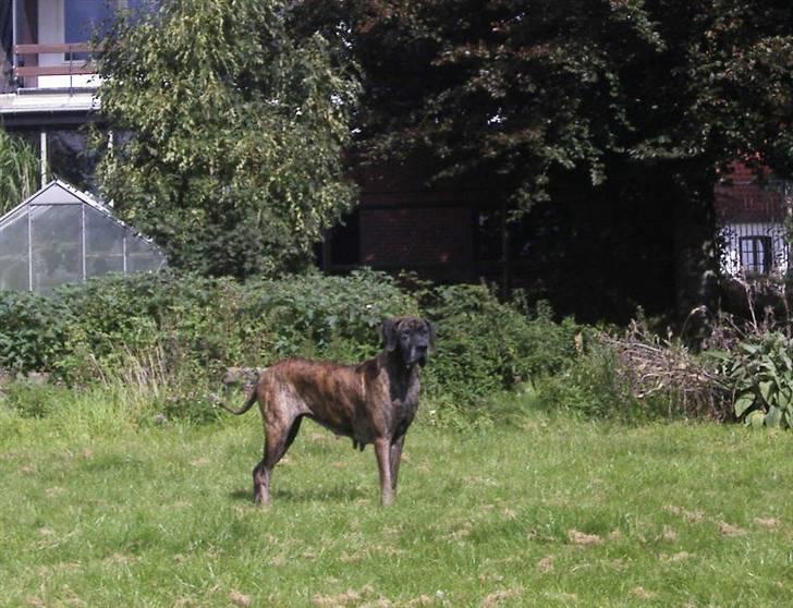 Grand danois Dronningmølles Hekla billede 10