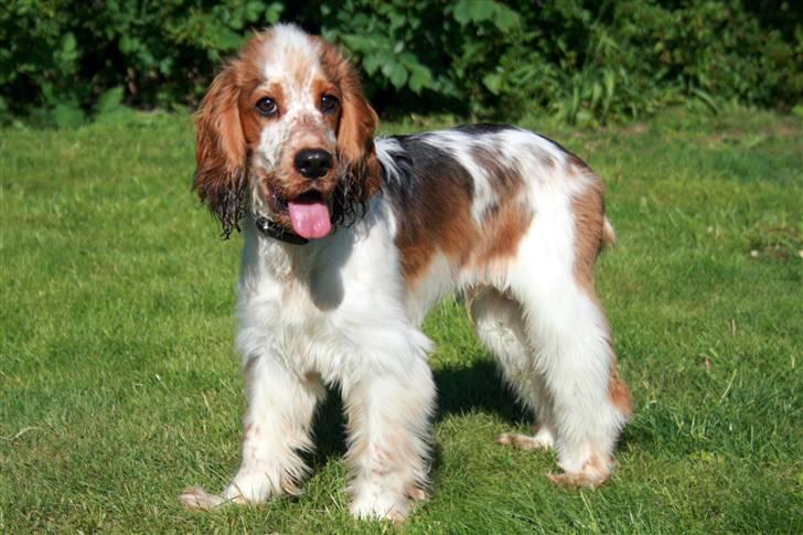 Cocker spaniel Bertram billede 1