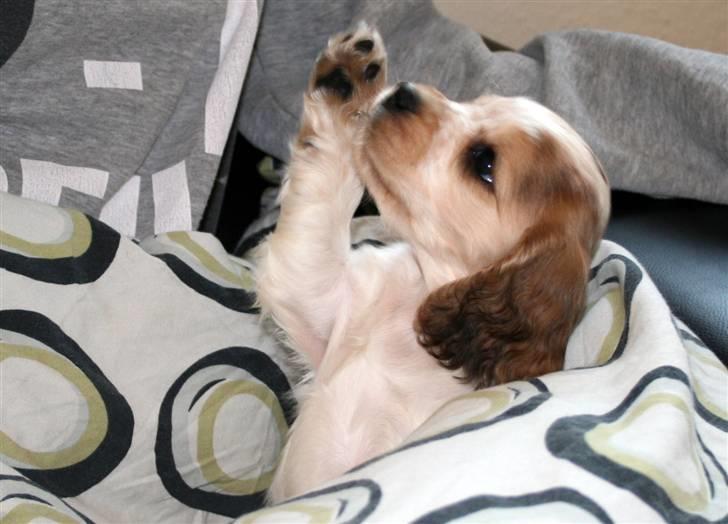 Cocker spaniel Bertram billede 2