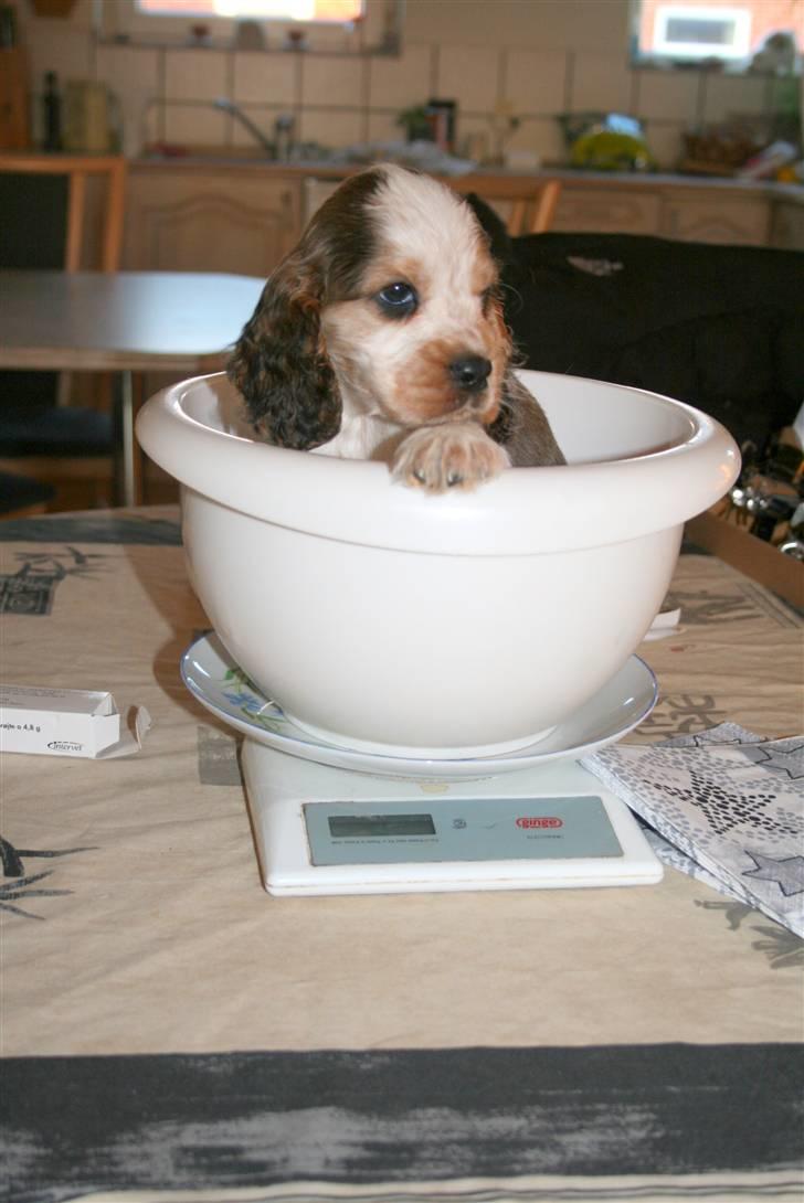Cocker spaniel Bertram billede 3