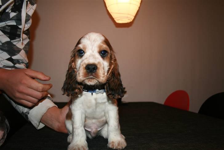 Cocker spaniel Bertram billede 4