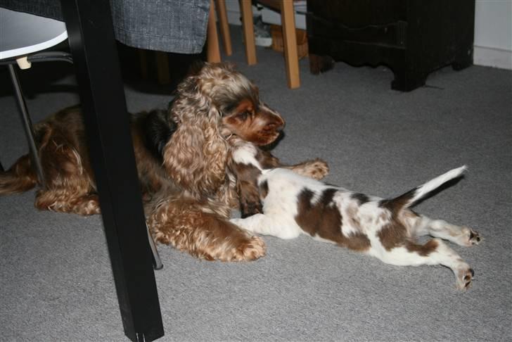 Cocker spaniel Bertram billede 5