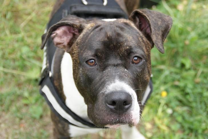 Amerikansk staffordshire terrier Maggie billede 5