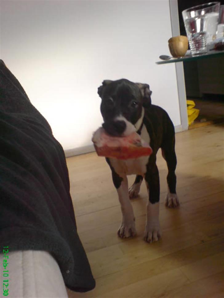 Amerikansk staffordshire terrier Maggie - mit aller første kødben billede 6