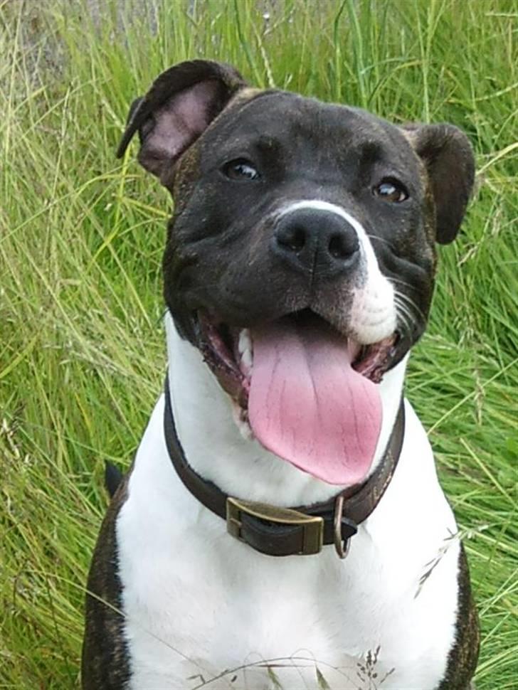 Amerikansk staffordshire terrier Maggie billede 1