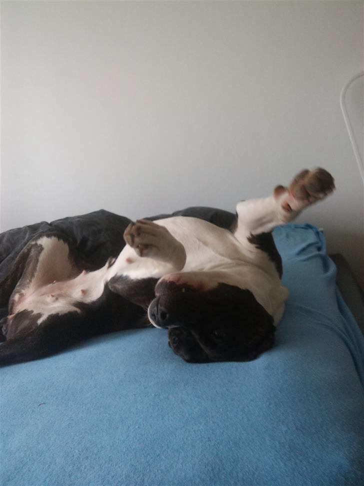 Amerikansk staffordshire terrier Maggie billede 7