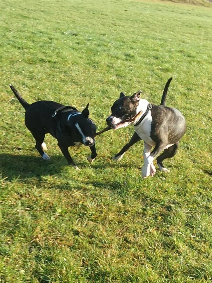 Amerikansk staffordshire terrier Maggie - mig og min bedste veninde billede 8