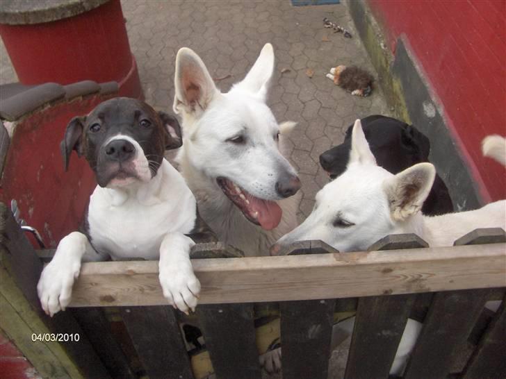 Amerikansk staffordshire terrier Maggie billede 9