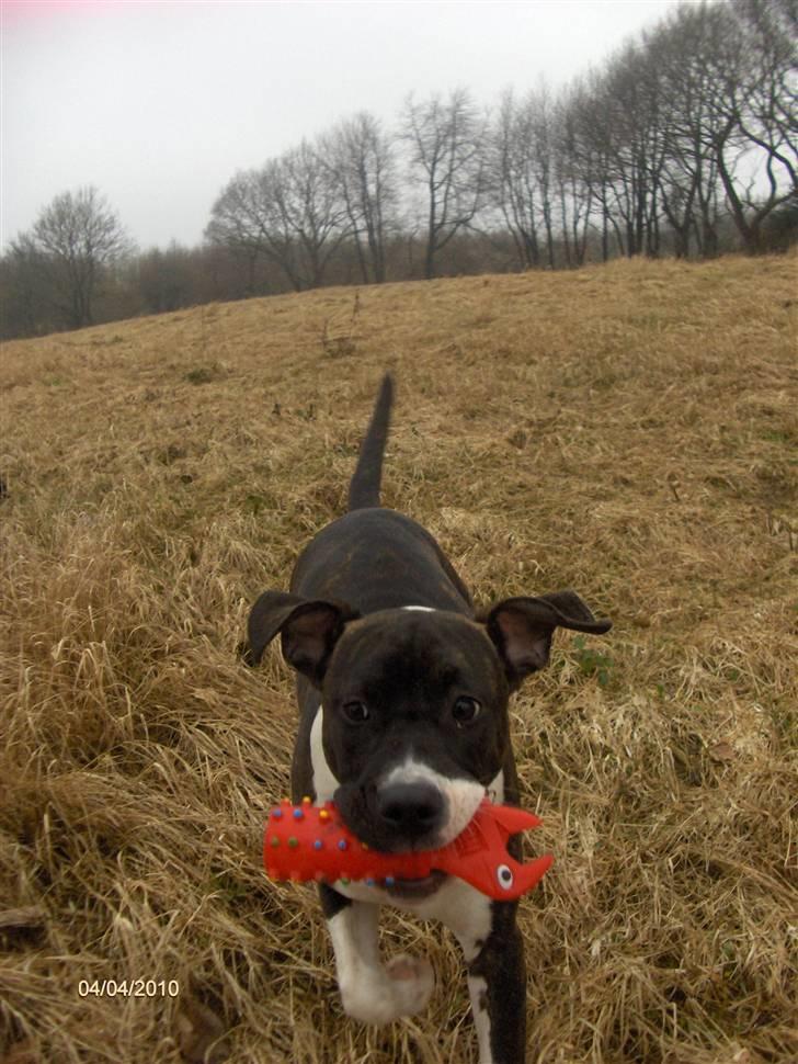 Amerikansk staffordshire terrier Maggie billede 10