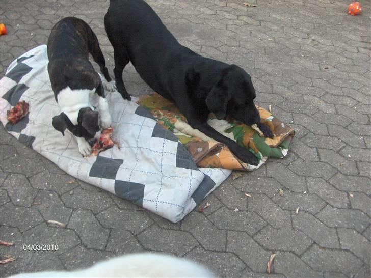 Amerikansk staffordshire terrier Maggie billede 11