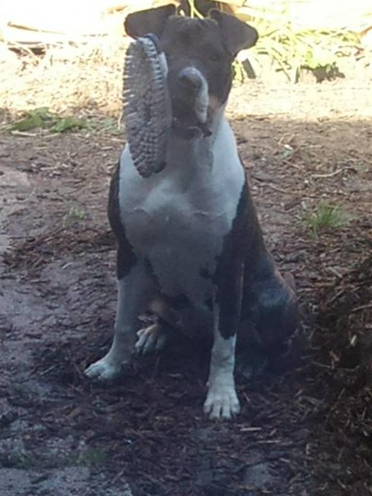 Amerikansk staffordshire terrier Maggie billede 12