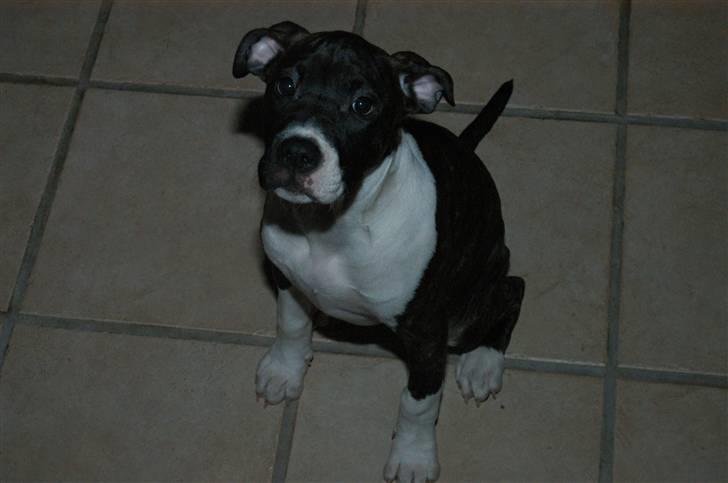 Amerikansk staffordshire terrier Maggie billede 13