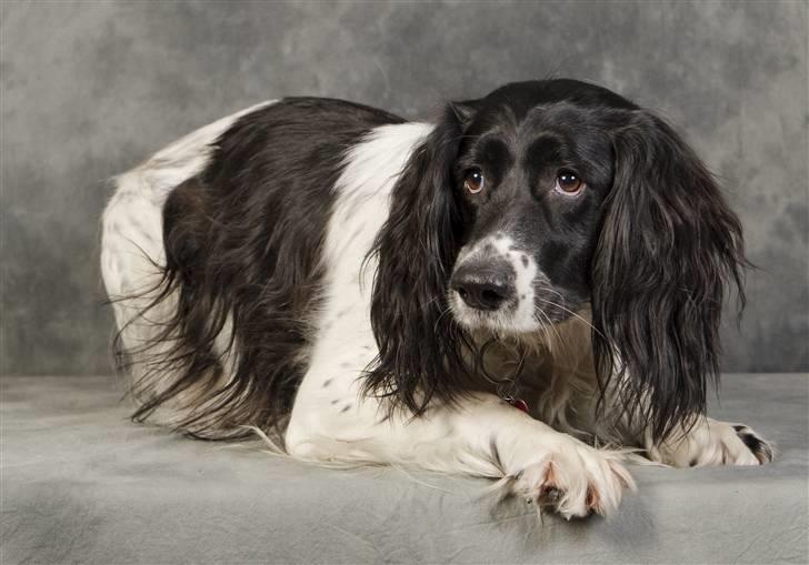 Engelsk springer spaniel emma - emma bryder sig ikke om at være fotomodel når man skal op på et bord billede 13