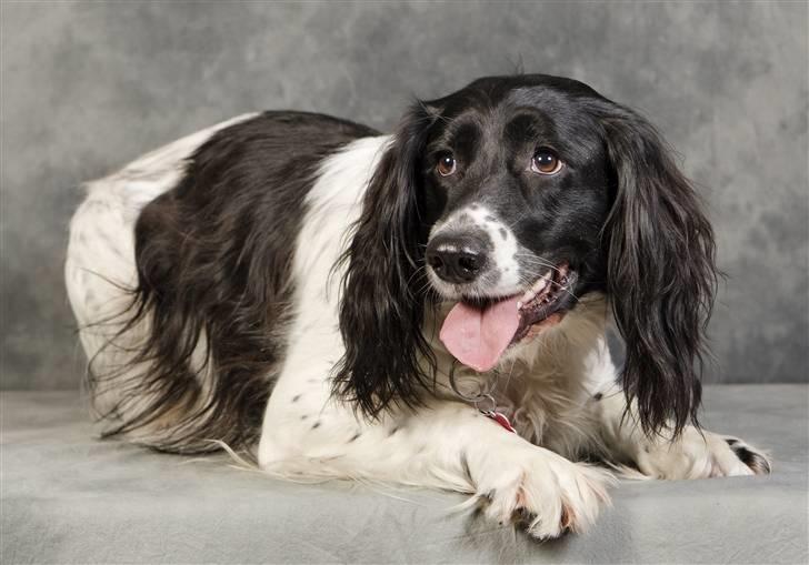 Engelsk springer spaniel emma - mon det hjælper at række tunge af fotografen? billede 14