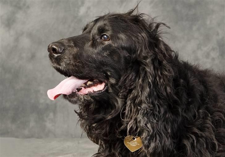 Cocker spaniel emil - dejlig gammel dreng ved fotograf billede 8