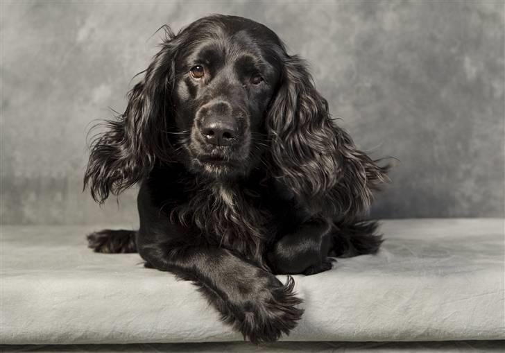 Blanding af racer basse - overlegen nej ikke spor billede 12