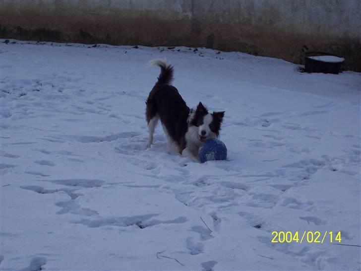 Border collie Gizmo billede 10