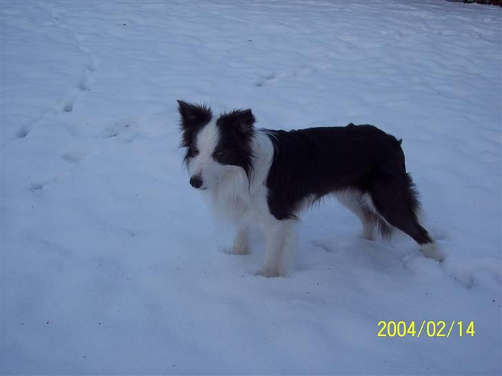 Border collie Gizmo billede 11