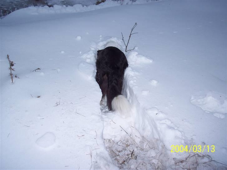 Border collie Gizmo billede 12
