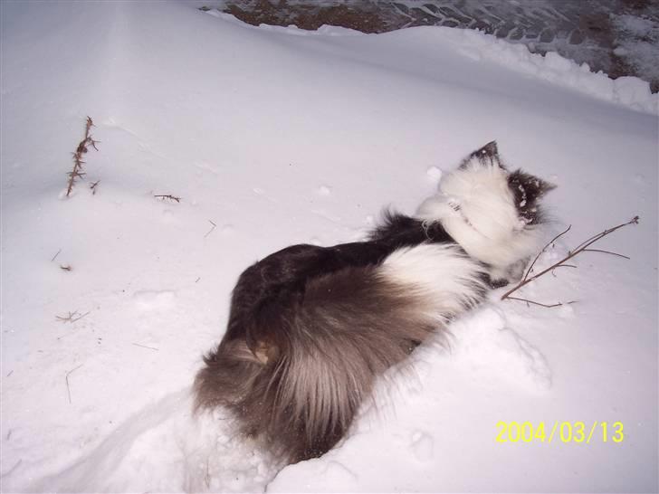 Border collie Gizmo billede 13