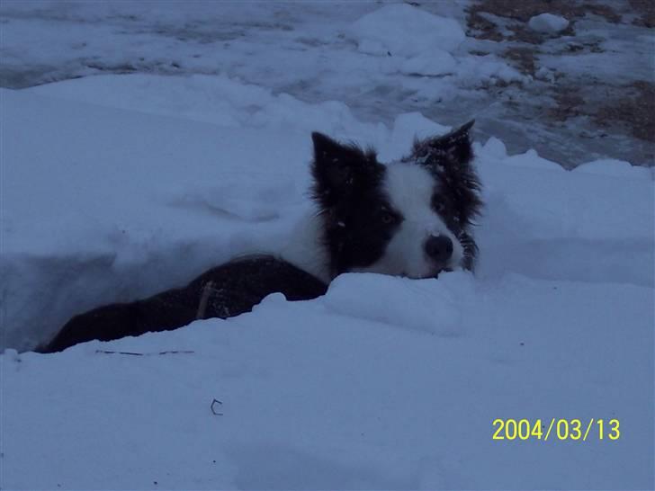 Border collie Gizmo billede 14