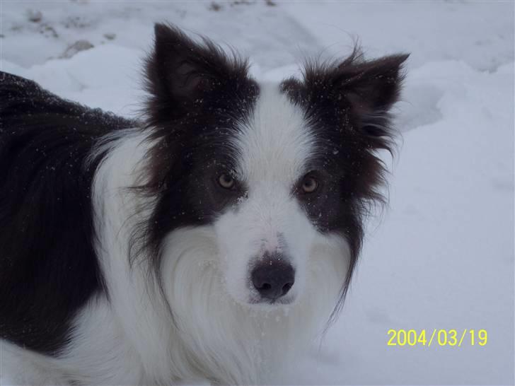 Border collie Gizmo billede 15