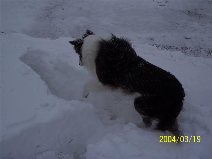 Border collie Gizmo billede 16
