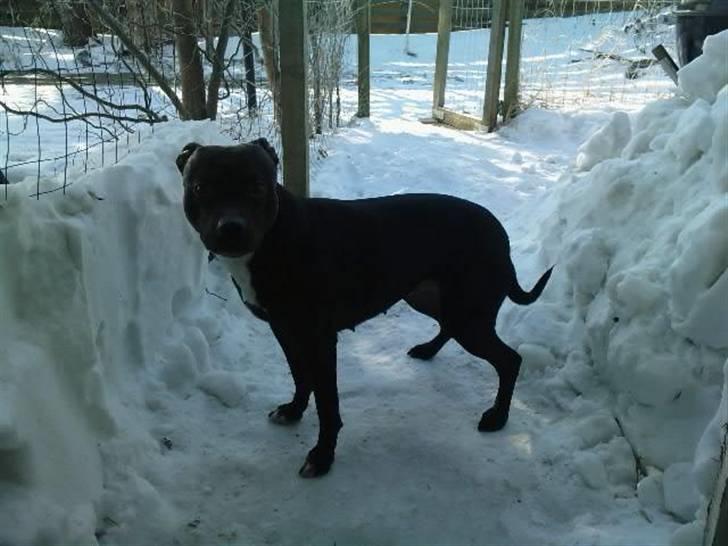 Amerikansk staffordshire terrier Freja billede 1